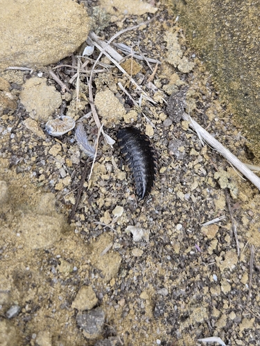 Silpha tristis