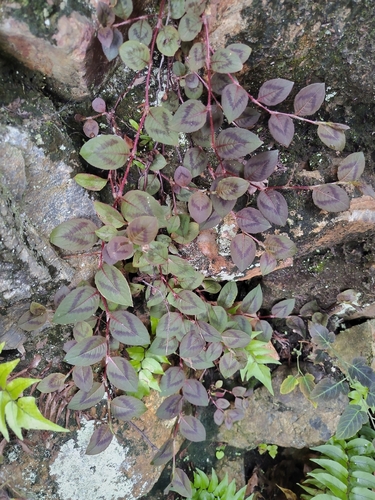 pink knotweed
