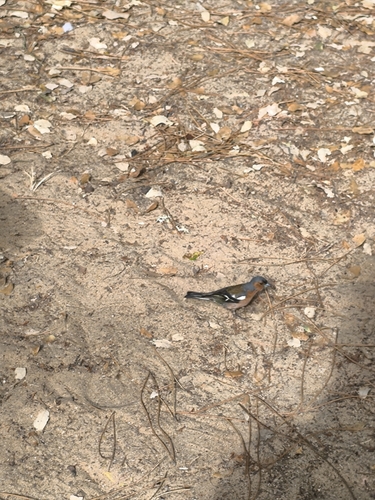 Common Chaffinch