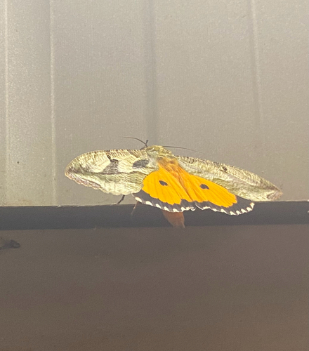 Dot-underwing Moth