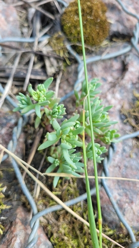 Наблюдение на iNaturalist