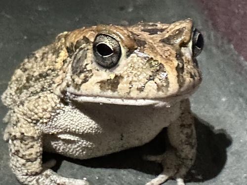Guttural Toad