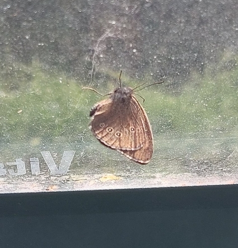 Ringlet