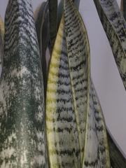 Sansevieria trifasciata image