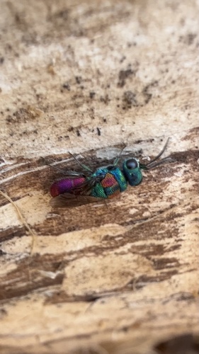 Chrysis grohmanni