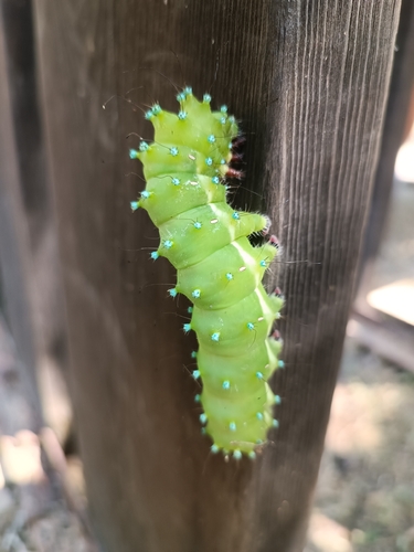 Giant Peacock Moth