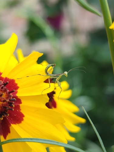 Transcaucasian Giant Mantis