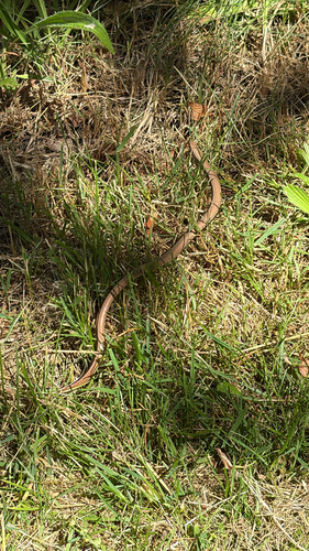 Common Slowworm