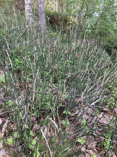 rough horsetail