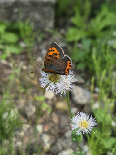 Small Copper
