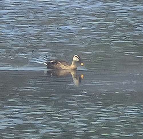 Eastern Spot-billed Duck