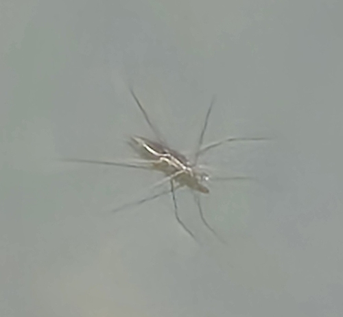 lake pondskater