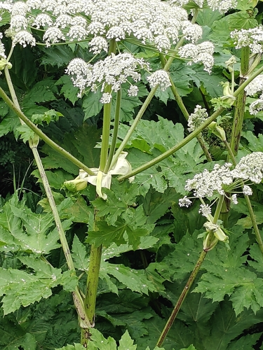 Sosnowsky's hogweed