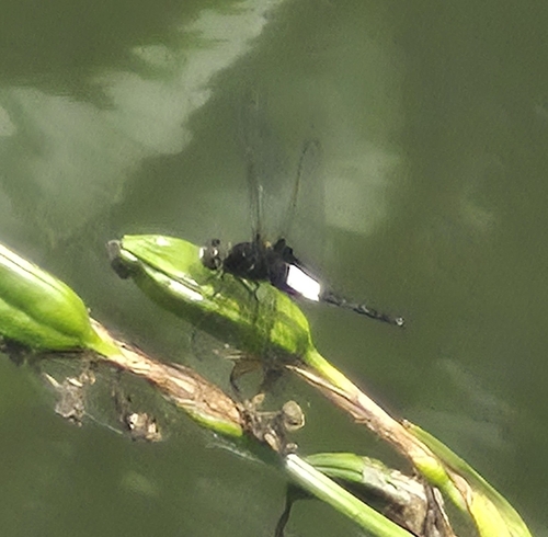 Pied Skimmer