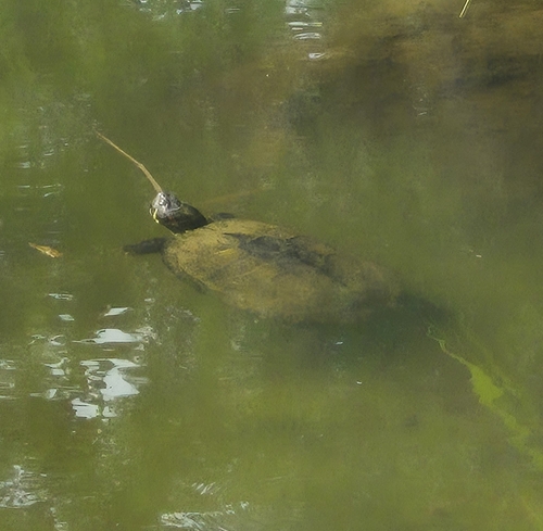 Pond Slider