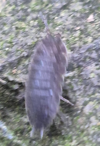 Common Rough Woodlouse