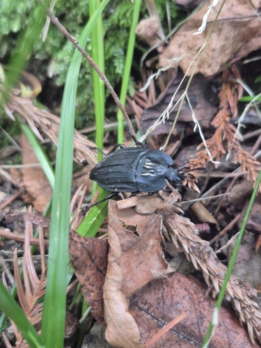 Eusilpha japonica