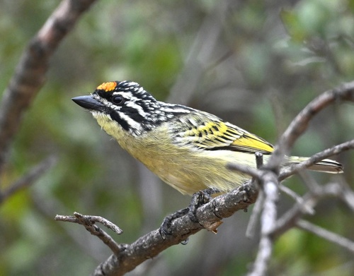 Yellow-fronted Tinkerbird