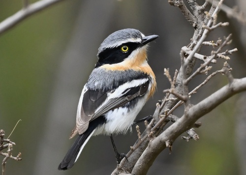 Pririt Batis