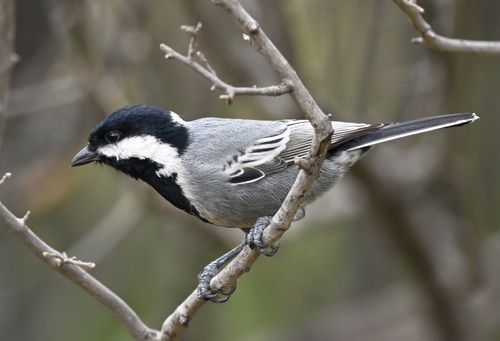 Ashy Tit