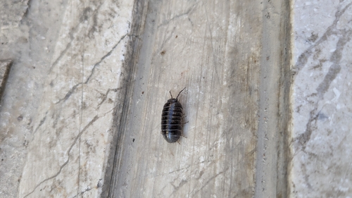 Common Pill Woodlouse