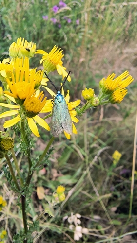 Green Forester Moth