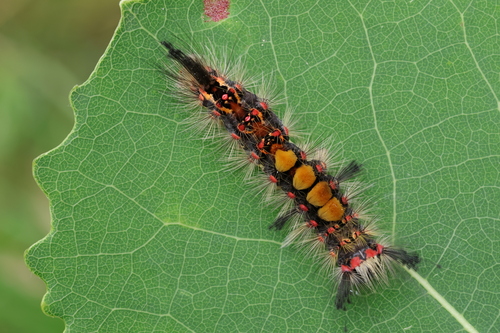 Rusty Tussock Moth