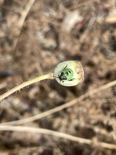 Green Shield Bug