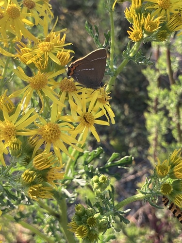 White-letter Hairstreak