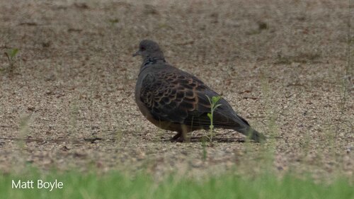 Oriental Turtle-Dove