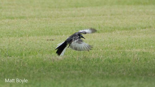Black-backed Wagtail