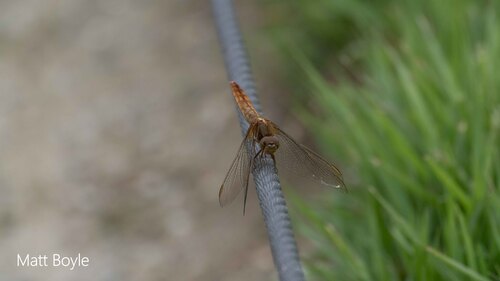 Scarlet Skimmer