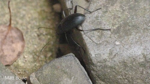 Plesiophthalmus nigrocyaneus nigrocyaneus