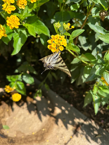 Iberian Scarce Swallowtail