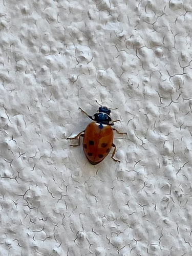 Variegated Lady Beetle