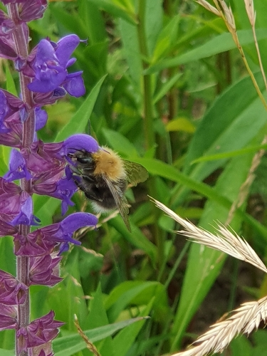 Tree Bumble Bee