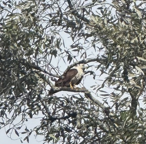 Brahminy Kite (Sunda)