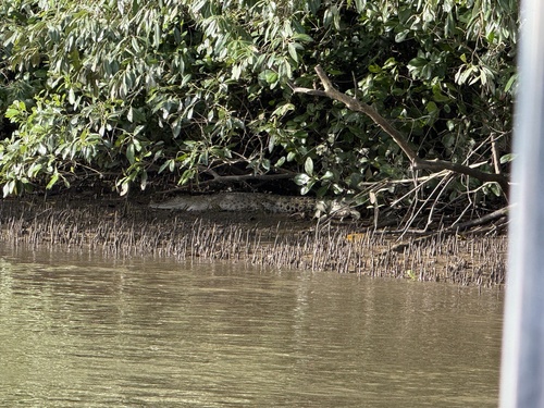 Saltwater Crocodile
