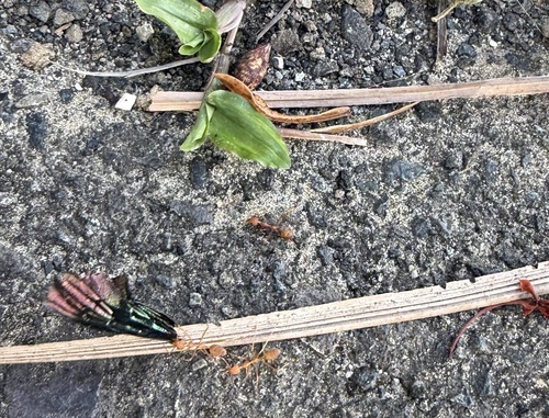Asian Weaver Ant