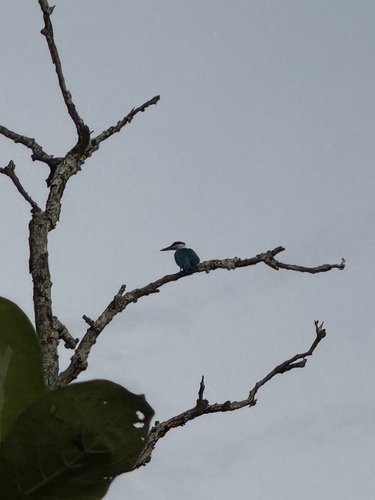 Collared Kingfisher