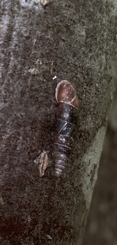 Plaited Door-snail