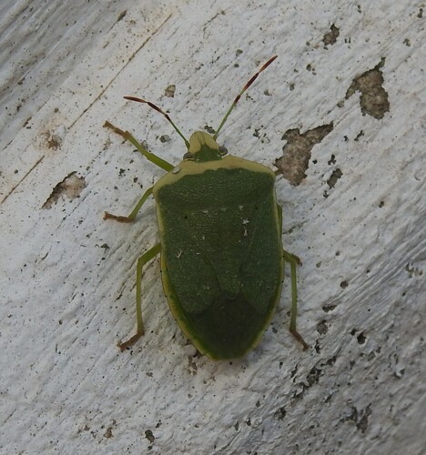 Southern Green Stink Bug