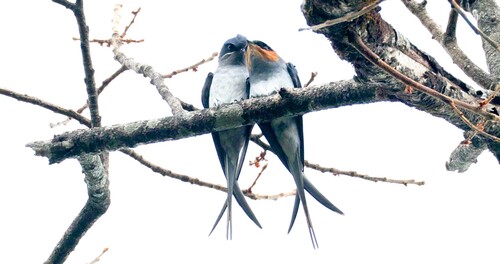 Crested Treeswift
