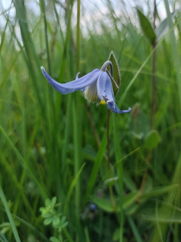 Solitary Virgin's-bower
