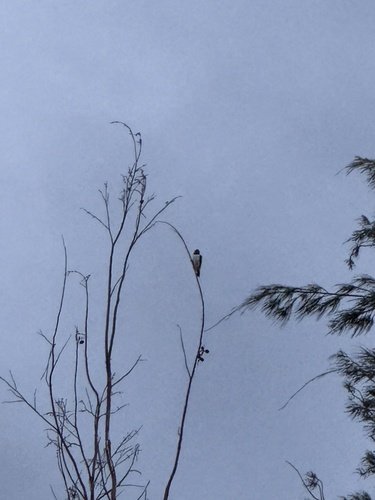 White-breasted Woodswallow