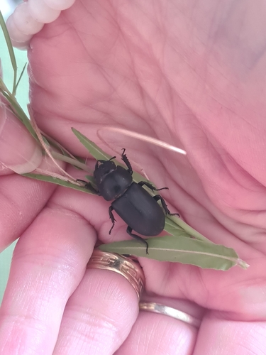 Lesser Stag Beetle