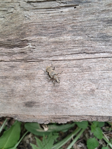 Blackspotted Longhorn Beetle