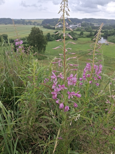 fireweed