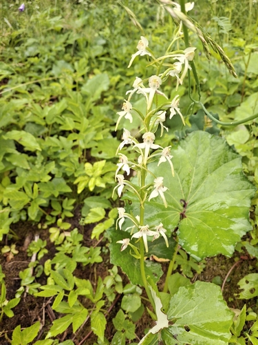 Greater butterfly-orchid