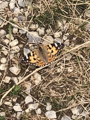 Painted Lady